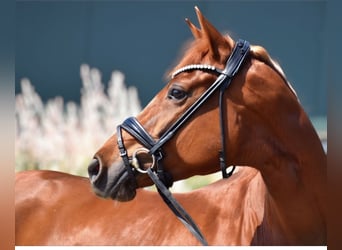 Westphalian, Mare, 5 years, 16.2 hh, Chestnut-Red