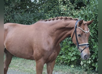 Westphalian, Mare, 5 years, 16.2 hh, Chestnut-Red
