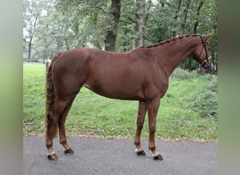 Westphalian, Mare, 5 years, 16.2 hh, Chestnut-Red