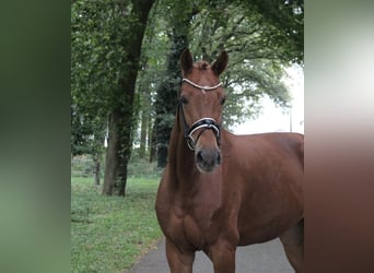 Westphalian, Mare, 5 years, 16.2 hh, Chestnut-Red