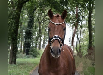 Westphalian, Mare, 5 years, 16.2 hh, Chestnut-Red