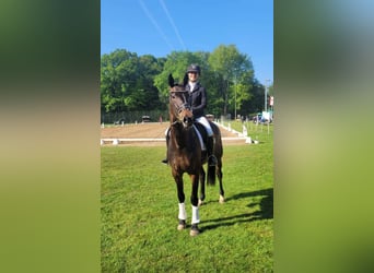 Westphalian, Mare, 5 years, 16.3 hh, Brown