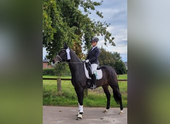 Westphalian, Mare, 5 years, 16.3 hh, Brown