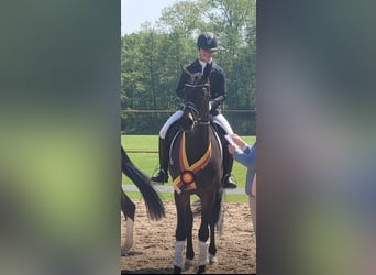 Westphalian, Mare, 5 years, 16.3 hh, Brown