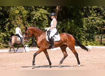 Westphalian, Mare, 5 years, 16.3 hh, Brown