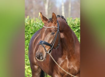 Westphalian, Mare, 5 years, 16,3 hh, Chestnut