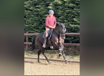 Westphalian, Mare, 5 years, 16.3 hh, Smoky-Black