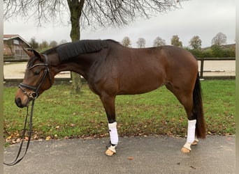 Westphalian, Mare, 5 years, 16 hh, Bay-Dark