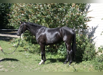 Westphalian, Mare, 5 years, 16 hh, Black