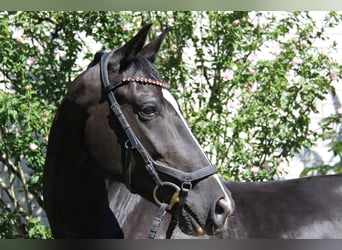 Westphalian, Mare, 5 years, 16 hh, Black
