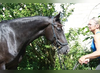 Westphalian, Mare, 5 years, 16 hh, Black