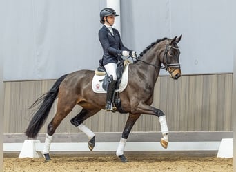 Westphalian, Mare, 5 years, 16 hh, Brown