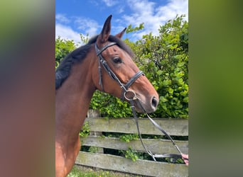 Westphalian, Mare, 5 years, 16 hh, Brown