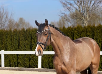 Westphalian, Mare, 5 years, 16 hh, Brown
