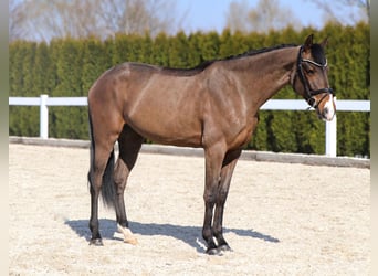 Westphalian, Mare, 5 years, 16 hh, Brown