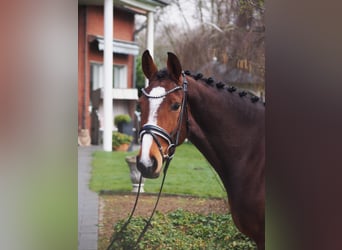 Westphalian, Mare, 5 years, 16 hh, Brown