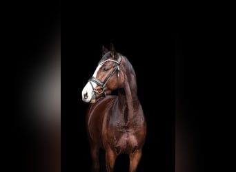 Westphalian, Mare, 5 years, 16 hh, Brown