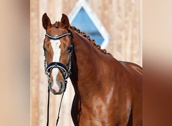 Westphalian, Mare, 5 years, 16 hh, Chestnut