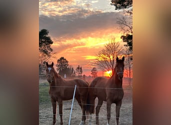Westphalian, Mare, 5 years, 16 hh, Chestnut