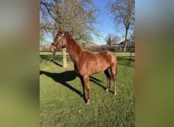 Westphalian, Mare, 5 years, 16 hh, Chestnut-Red