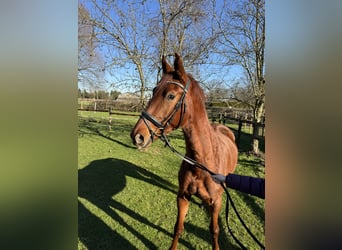 Westphalian, Mare, 5 years, 16 hh, Chestnut-Red