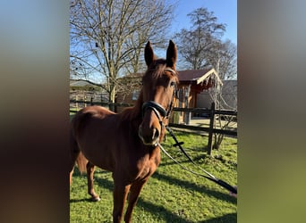 Westphalian, Mare, 5 years, 16 hh, Chestnut-Red