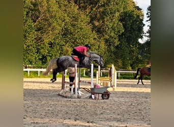 Westphalian, Mare, 5 years, 16 hh, Grey-Blue-Tan