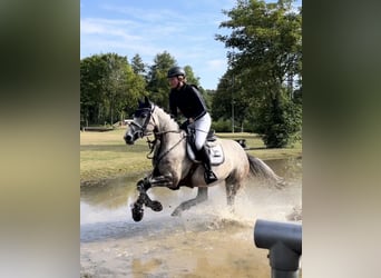 Westphalian, Mare, 5 years, 16 hh, Grey-Dapple
