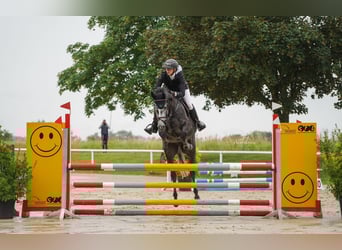 Westphalian, Mare, 5 years, 16 hh, Grey-Dapple