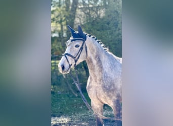 Westphalian, Mare, 5 years, 16 hh, Grey-Dapple