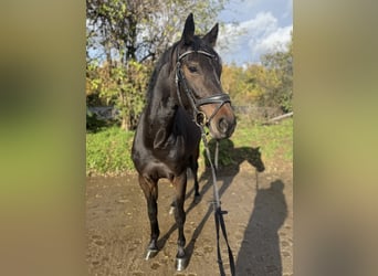 Westphalian, Mare, 5 years, 16 hh, Smoky-Black