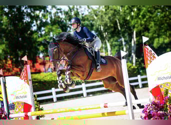 Westphalian, Mare, 5 years, 16,1 hh, Bay