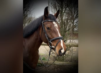 Westphalian, Mare, 5 years, 16,1 hh, Brown