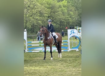 Westphalian, Mare, 5 years, 16,1 hh, Brown