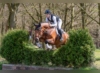 Westphalian, Mare, 5 years, 16,1 hh, Brown