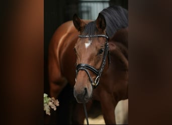 Westphalian, Mare, 5 years, 16,1 hh, Brown