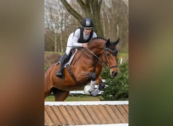 Westphalian, Mare, 5 years, 16,1 hh, Brown