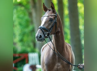 Westphalian, Mare, 5 years, 16,1 hh, Chestnut