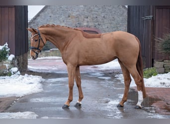 Westphalian, Mare, 5 years, 16,1 hh, Chestnut-Red