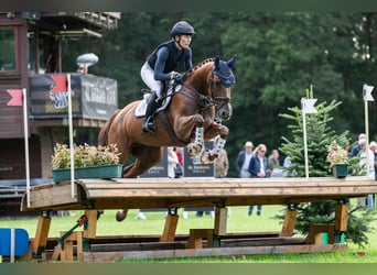 Westphalian, Mare, 5 years, 16,1 hh, Chestnut-Red