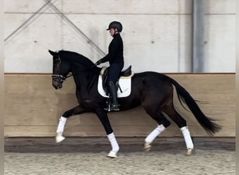 Westphalian, Mare, 5 years, 16,2 hh, Bay-Dark