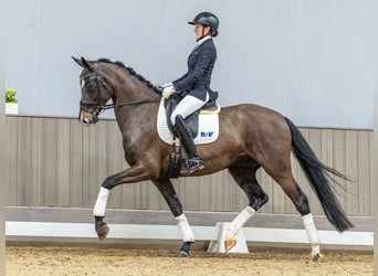 Westphalian, Mare, 5 years, 16,2 hh, Bay-Dark