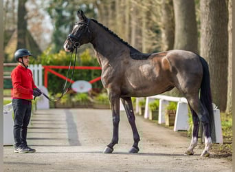 Westphalian, Mare, 5 years, 16,2 hh, Bay-Dark