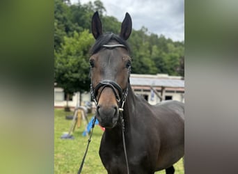 Westphalian, Mare, 5 years, 16,2 hh, Bay-Dark
