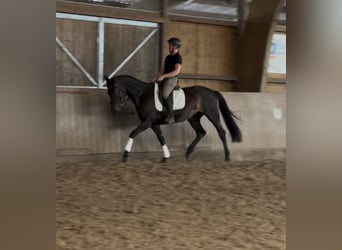 Westphalian, Mare, 5 years, 16,2 hh, Bay-Dark