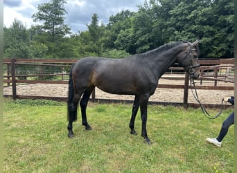 Westphalian, Mare, 5 years, 16,2 hh, Bay-Dark