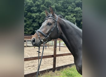Westphalian, Mare, 5 years, 16,2 hh, Bay-Dark