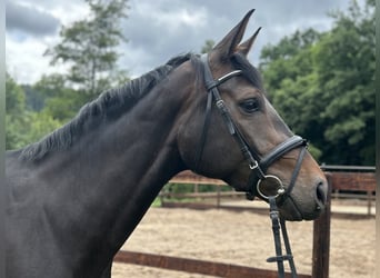 Westphalian, Mare, 5 years, 16,2 hh, Bay-Dark