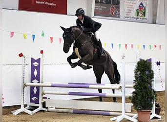Westphalian, Mare, 5 years, 16,2 hh, Bay-Dark