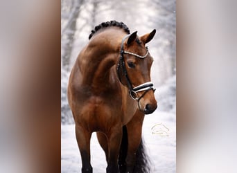 Westphalian, Mare, 5 years, 16,2 hh, Brown